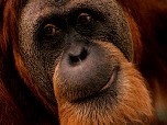 Gorilles du Parc de Virunga